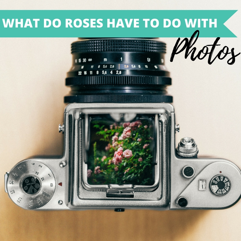 2017-04-24 What do roses have to do with photos